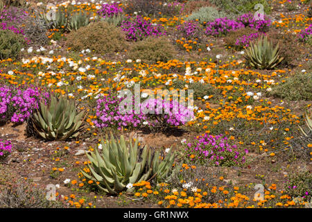 Desert blooms: flowers after heavy rainfall in the succulent karoo desert, Namaqualand, South Africa Stock Photo