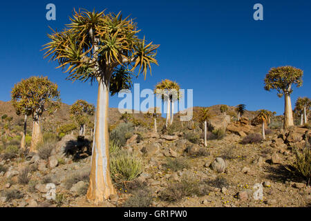 Quiver tree forest  ( Aloe dichotoma ) in the Karoo desert, South Africa Stock Photo