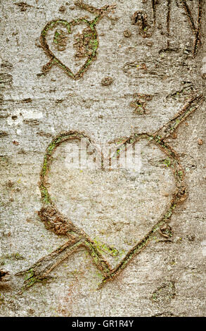 Close up view of heart shape carved in the tree bark. Stock Photo