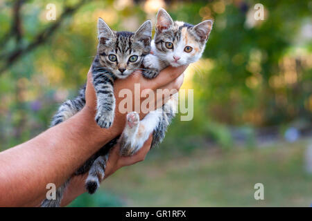 Two little beautiful kittens on a mans hand with blurred green bokeh background Stock Photo