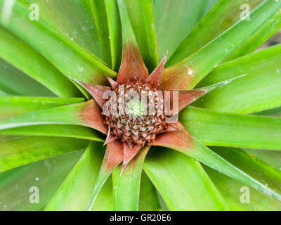 Young Pineapple Fruit growing. A very young pineapple fruit starting to grow in an Azorian Greenhouse. Stock Photo
