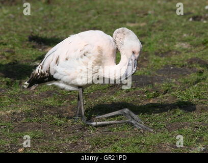 Juvenile European Greater Flamingo (Phoenicopterus roseus) resting on the ground, knees bent. Stock Photo