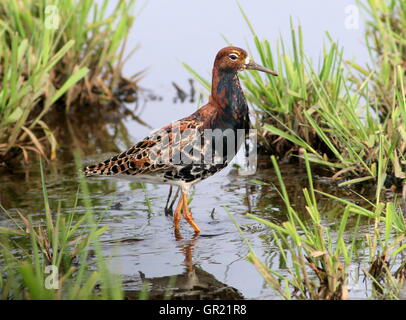 Adult male European Ruff (Calidris pugnax) in breeding plumage. Stock Photo