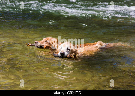 Two Golden Retriever dogs retrieving sticks while swimming in the Arkansas River, Salida, Colorado, USA Stock Photo