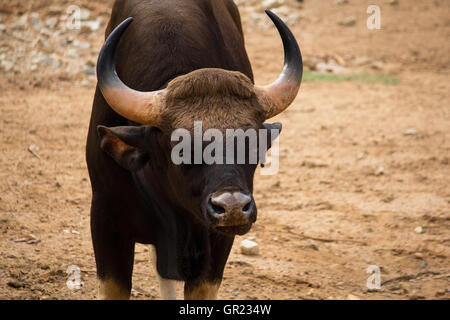 The gaur also called Indian bison, is the largest extant bovine, native to South Asia and Southeast Asia Stock Photo