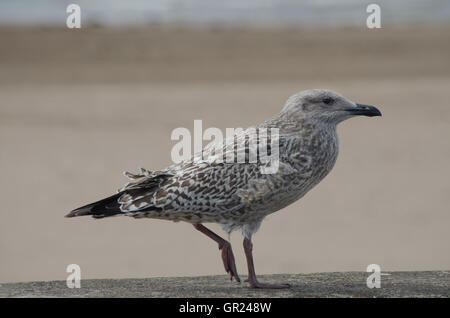 Seagull at the beach Stock Photo