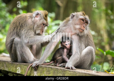Rhesus macaque monkeys family in Ubud monkey forest, Bali, Indonesia Stock Photo