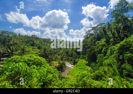 Beautiful rice fields in the jungle and the mountain near Ubud in Bali, Indonesia Stock Photo