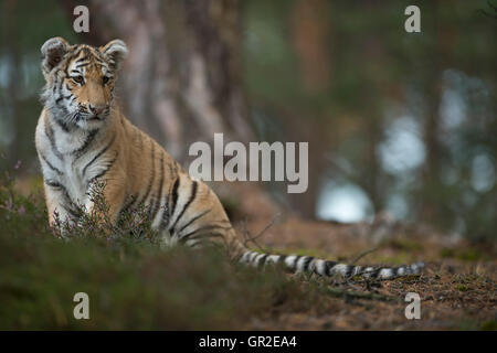 Royal Bengal Tiger / Koenigstiger ( Panthera tigris ), young animal, sitting at the edge of a forest, concentrated on something. Stock Photo