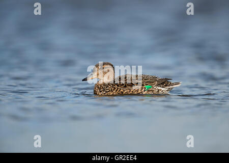 Teal / Krickente ( Anas crecca ), female duck, in colorful breeding dress, swims nicely on calm blue water, wildlife, Europe. Stock Photo