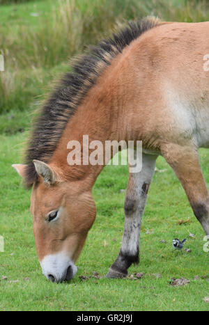 Przewalski's Horse - Grazing Stock Photo