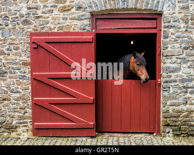 Horse in a stable Stock Photo