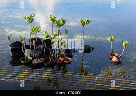 Red mangrove, Rhizophora mangle, seedlings being cultivated for a wetlands  restoration project, New Providence Island, Bahamas Stock Photo