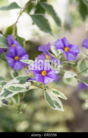 Blue Lycianthes rantonnetti 'Variegata'. Blue Potato Bush in flower Stock Photo