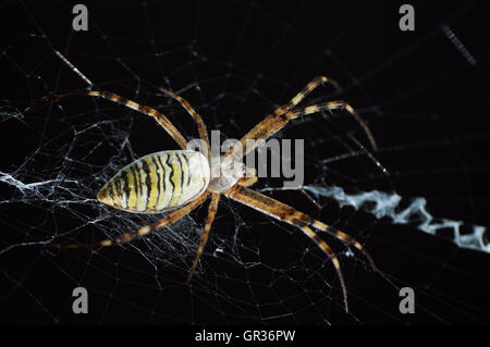 Closeup photography of striped wasp spider on dark background Stock Photo