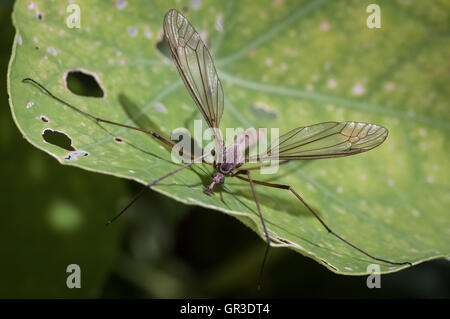 The crane fly is a member of the family of insects in the order Diptera, also known as the Gallynapper, Daddy longlegs or Mosqui Stock Photo