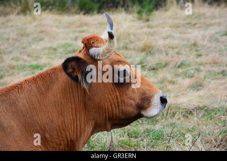 Cow in pasture Livradois-Forez Auvergne France Stock Photo