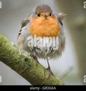 The European Robin, most commonly known in Anglophone Europe simply as the Robin, is a small insectivorous passerine bird Stock Photo