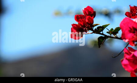 Red bougainvillea leaves and flowers sticking out over blurred background Stock Photo