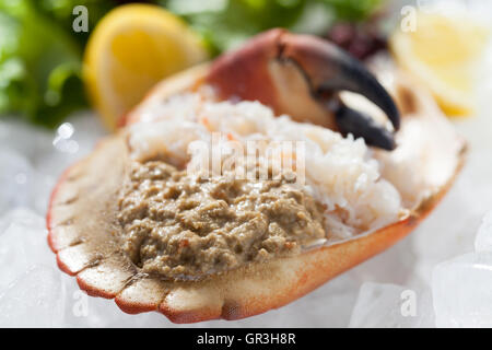 Prepared Crab in Shell Stock Photo