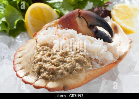 Prepared Crab in Shell Stock Photo