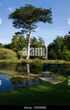Small ornamental lake with a small jetty in the foreground and large pine in the background. Stock Photo