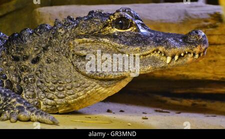 The Chinese Alligator (Alligator sinensis), also known as the Yangtze alligator, is a critically endangered species from eastern Stock Photo