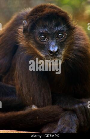 Macaco aranha de testa branca hi-res stock photography and images - Alamy