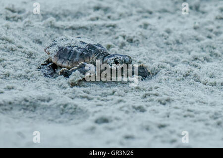 Baby Loggerhead turtle hatching - Caretta caretta | North Carolina - Sunset Beach | Endangered young turtles climb toward the ocean through the sand Stock Photo