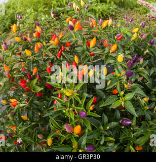 Ornamental peppers Stock Photo