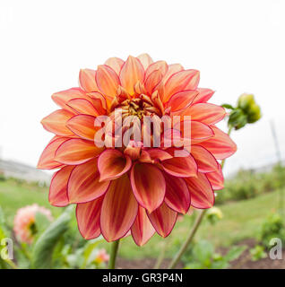 Blooming dalia flower Stock Photo