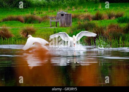 Swans on the pond in Cusworth Hall Park, Doncaster Stock Photo