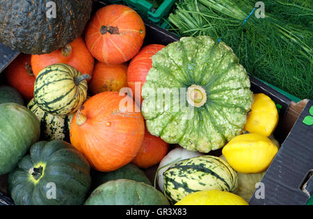 selection of gourdes on market stall shop, norfolk, england Stock Photo