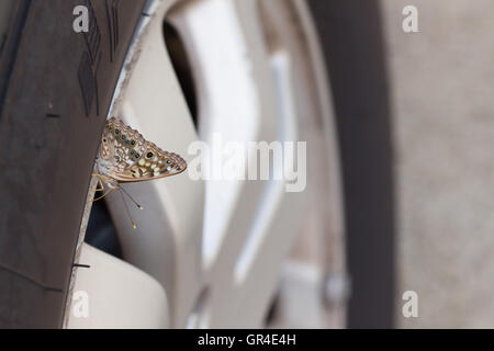 A Hackberry Emperor butterfly (Asterocampa celtis) obtaining salt and minerals from a car tyre / tire, Indiana, United States Stock Photo