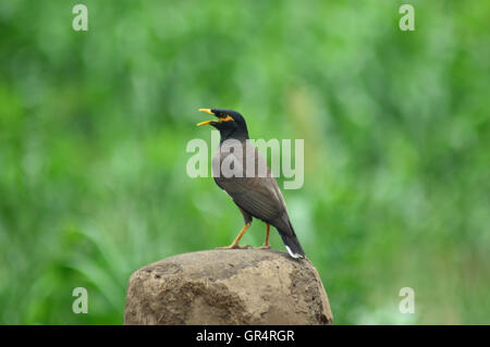 Indian Myna, Acridotheres tristis or common Mynah, Maharashtra, India Stock Photo