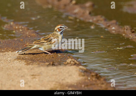 Lark Sparrow Chondestes grammacus Empire-Cienega National Conservation Area. Arizona, United States 3 Septembe      Adult in wor Stock Photo