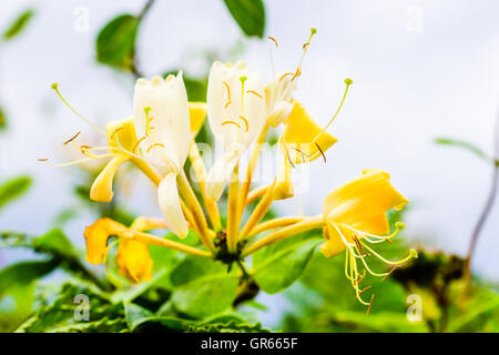 Lonicera periclymenum or honeysyckle, also woodbine, flowers in autumn. Stock Photo