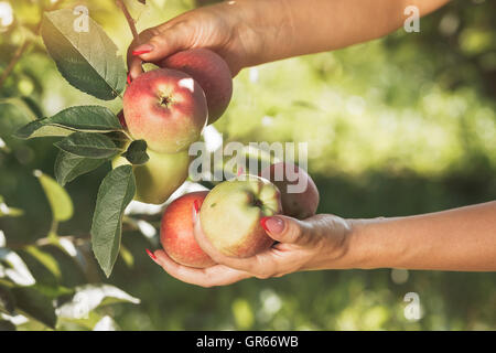 Woman in apple orchard holds freshly picked apples in her hand. Vintage toned image, selective focus Stock Photo