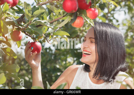 Young woman picking apples in the apple orchard, during sunlight, close up Stock Photo