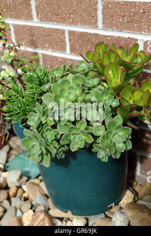 Aeonium  mascaense succulent growing in a pot Stock Photo