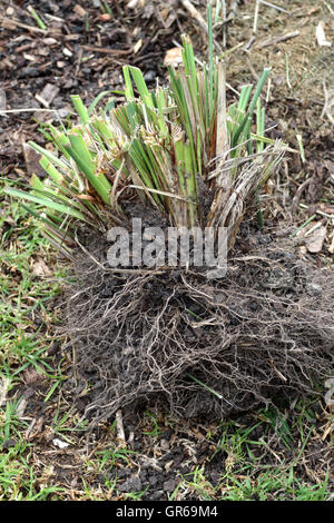 Australian native green lomandra longifolia tanika grass or basket ...