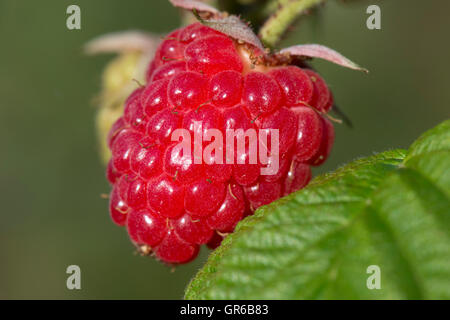 Ripe red raspberry fruit on the bush in late summer, August Stock Photo