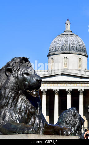 London, England, UK. Trafalgar Square. Lion statues (1867: Sir Edwin Landseer) at the base of Nelson's Column / National Gallery Stock Photo