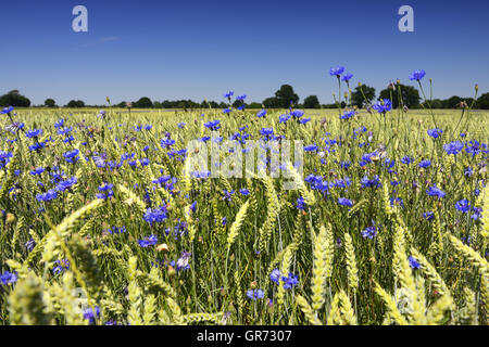 Blue Cornflowers Centaurea Cyanus In A Cornfield