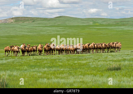 Herd Of Bactrian Camels Camelus Bactrianus Roaming In The Mongolian Steppe, Mongolia Stock Photo