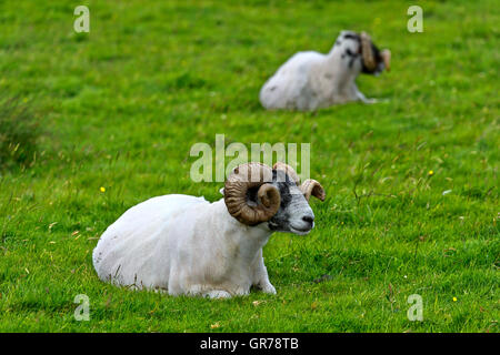 Scottish Blackface Sheep, Ram, Isle Of Skye, Inner Hebrides, Scotland, United Kingdom Stock Photo