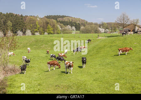 Grazing Cows In Spring, Holperdorp, Tecklenburger Land, North Rhine-Westphalia, Germany Stock Photo