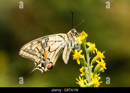 Papilio Machaon, Swallowtail Butterfly From Lower Saxony, Germany Stock Photo