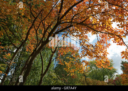 Amelanchier Lamarckii, Snowy Mespilis, Snowy Mespilus, June Berry, Juneberry In Autumn, Germany Stock Photo