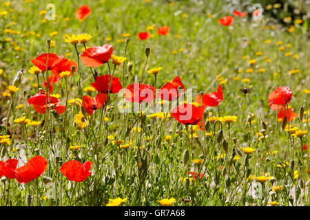 Spring Meadow With Corn Poppy, Field Poppy, Flanders Poppy, Red Poppy, Red Weed Stock Photo